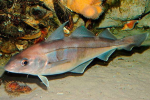 Piksha - korzyści i szkoda ryb